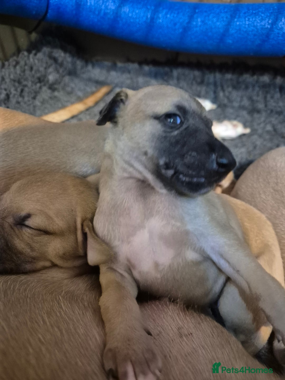 Whippet dogs for sale: 5 fawn kc whippet puppies beauitful markings  - Image 11