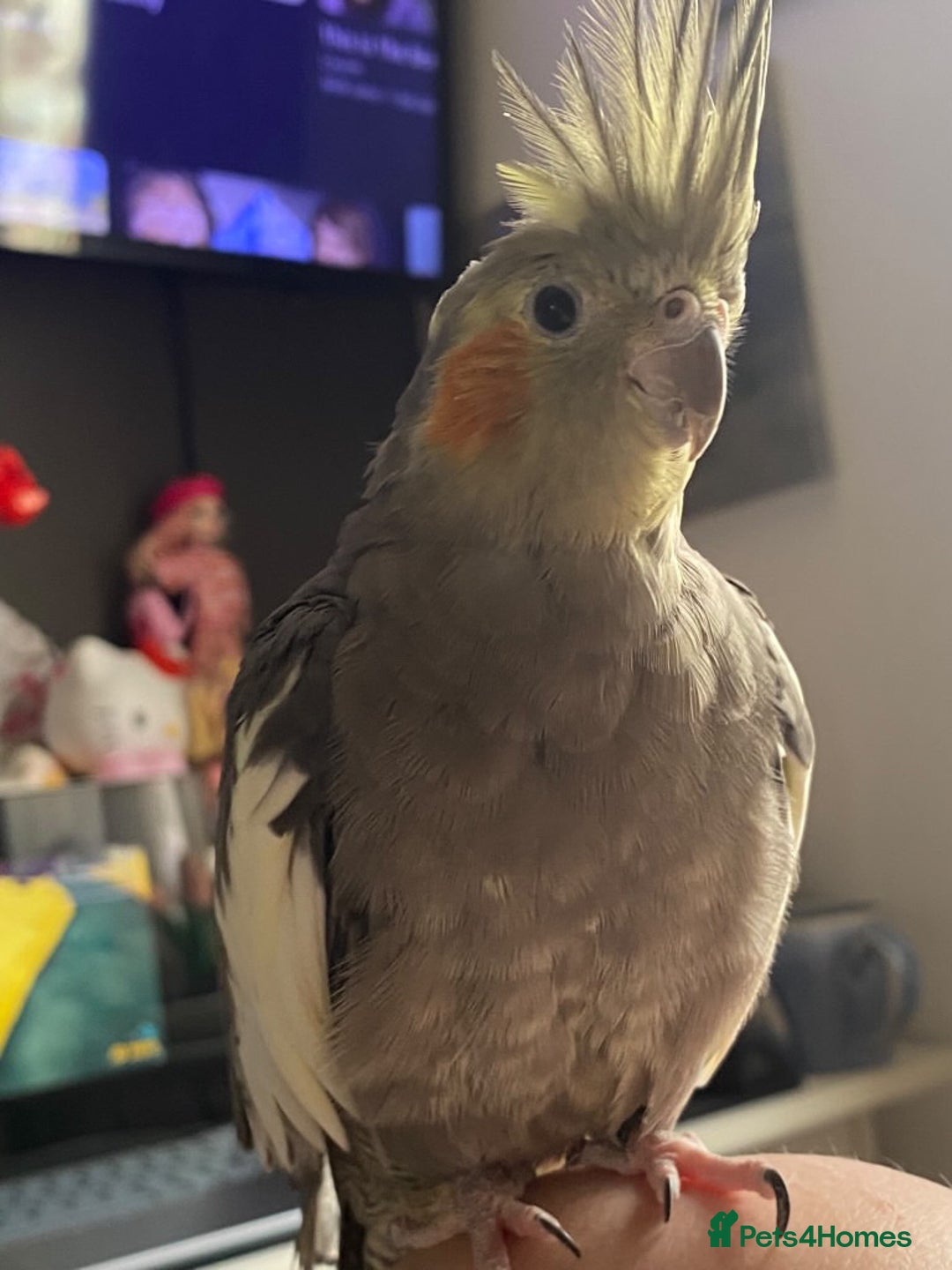 Cockatiels birds for sale: Cockatiel/ needs gone - Advert 4