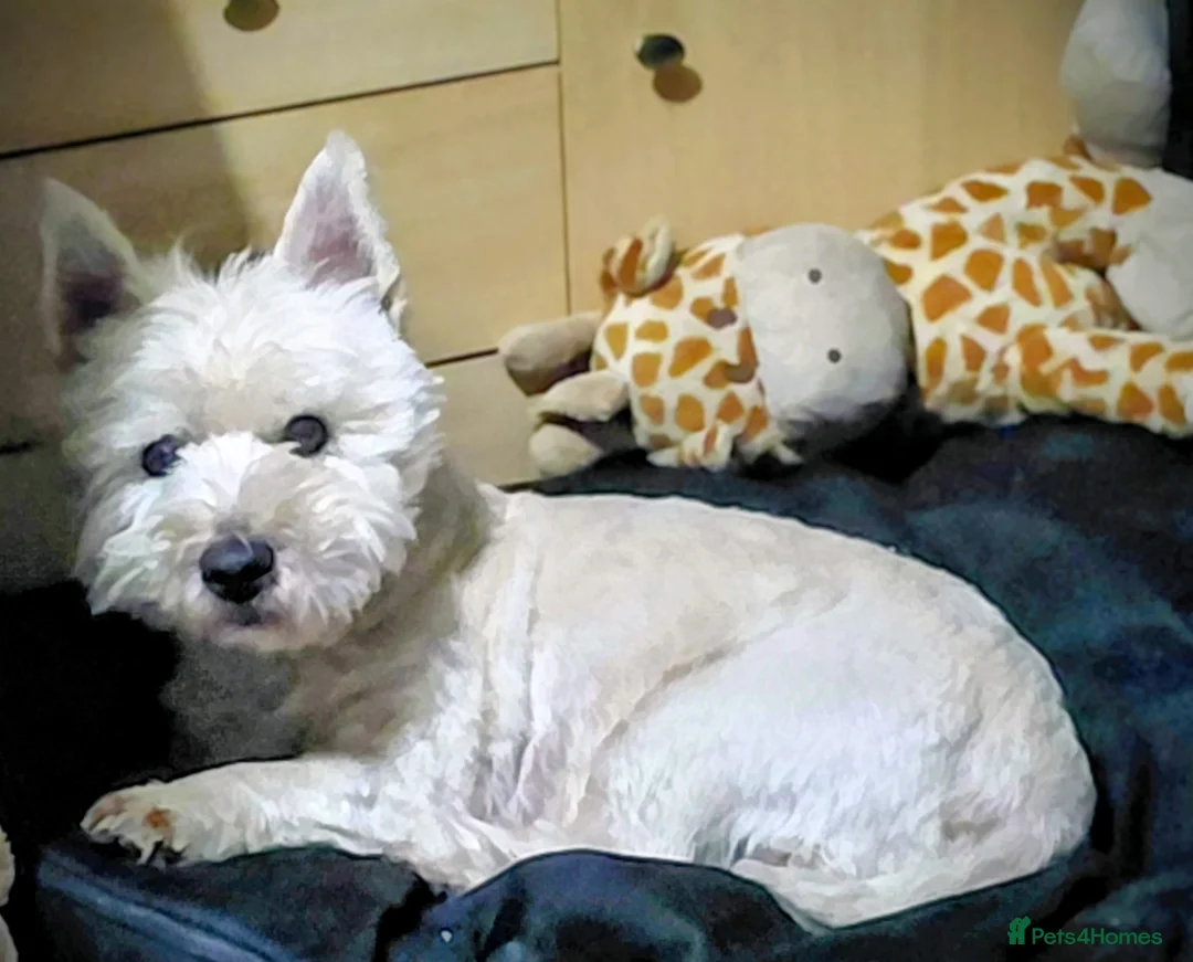 West Highland Terrier dogs for stud: West Highland White Terrier for stud  - Advert 1