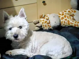 West Highland Terrier dogs West Highland White Terrier for stud - Advert 2