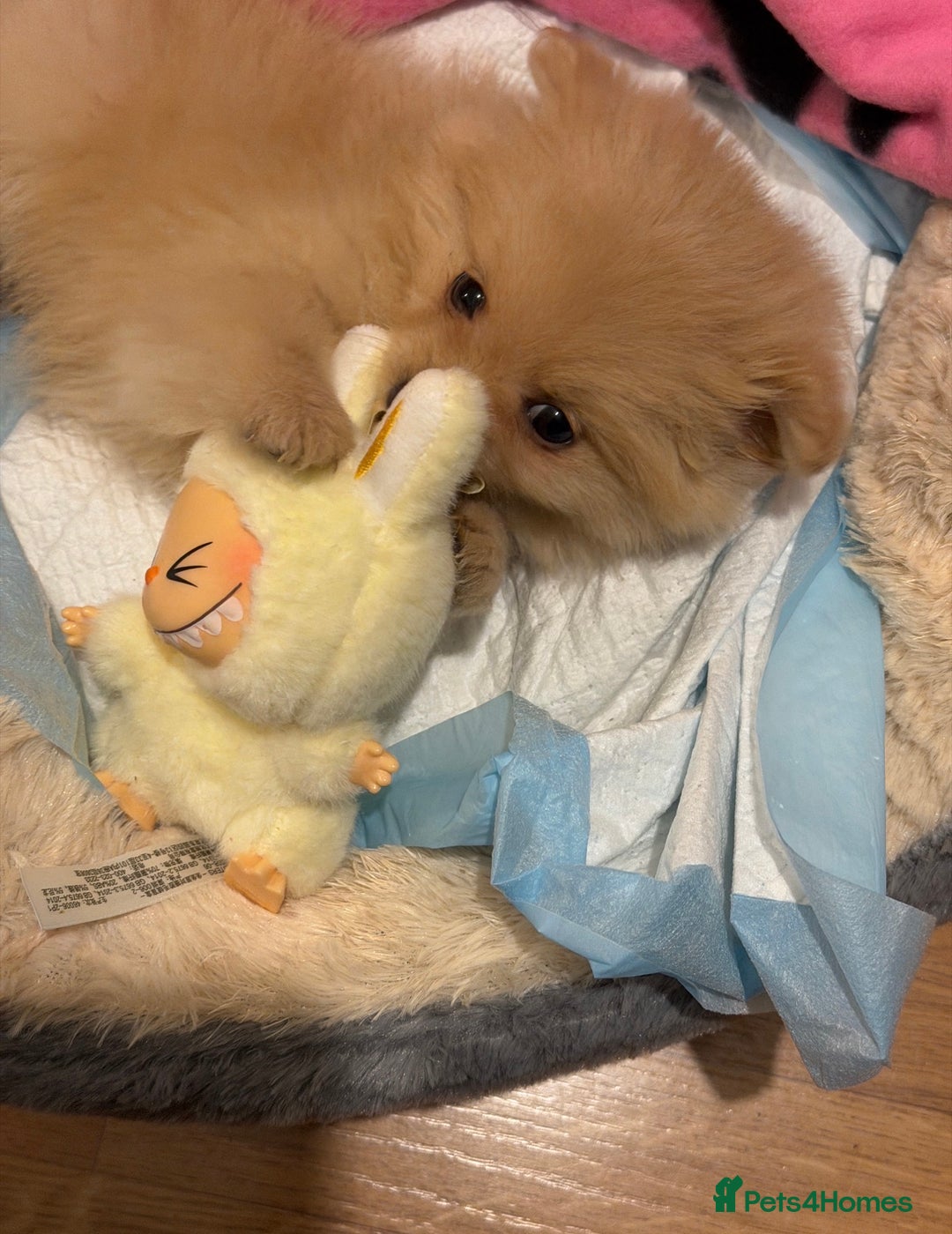 Mixed Breed dogs for sale: 🐾 Tiny Pomapoo Puppy for Sale – Meet Winnie! 🐾 - Image 5