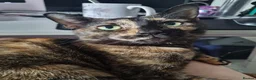 Domestic Shorthair cats for sale: Susan - Seeking Forever Home - Advert 2