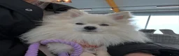 Pomeranian dogs for stud: Gorgeous white Pomeranian for stud  - Advert 19