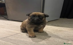 Mixed Breed dogs for sale: 8 Belgian Malinois & German Shepherd Puppies - Image 6