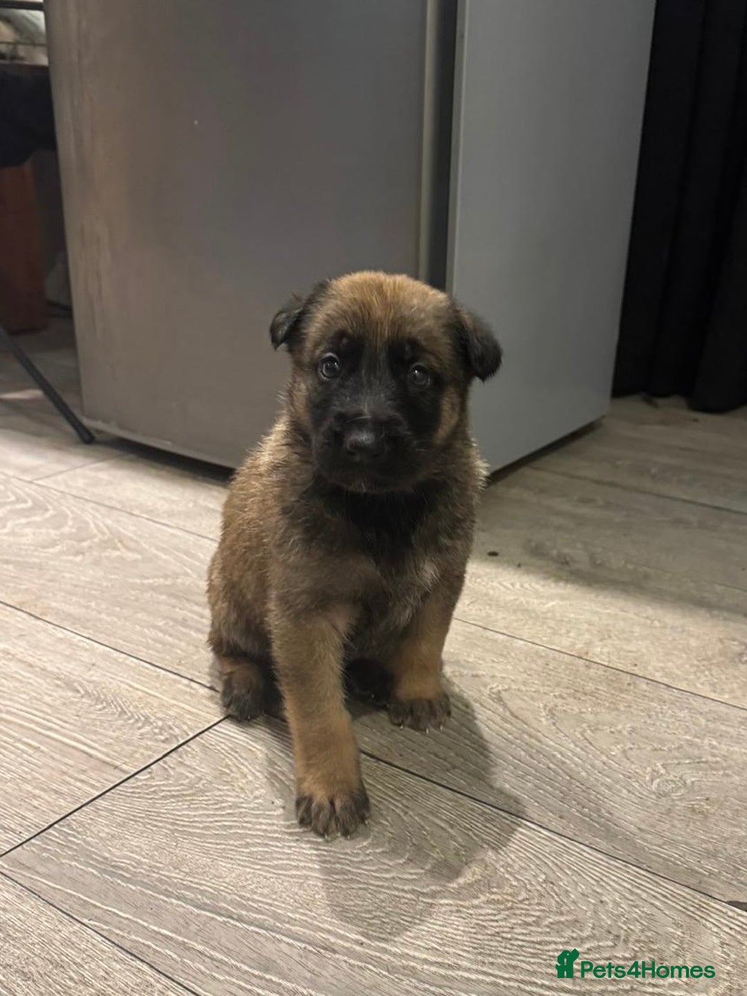 Mixed Breed dogs for sale: 8 Belgian Malinois & German Shepherd Puppies - Image 6