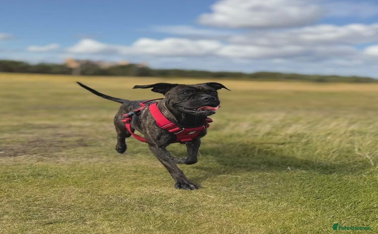 Mixed Breed dogs - Advert 4