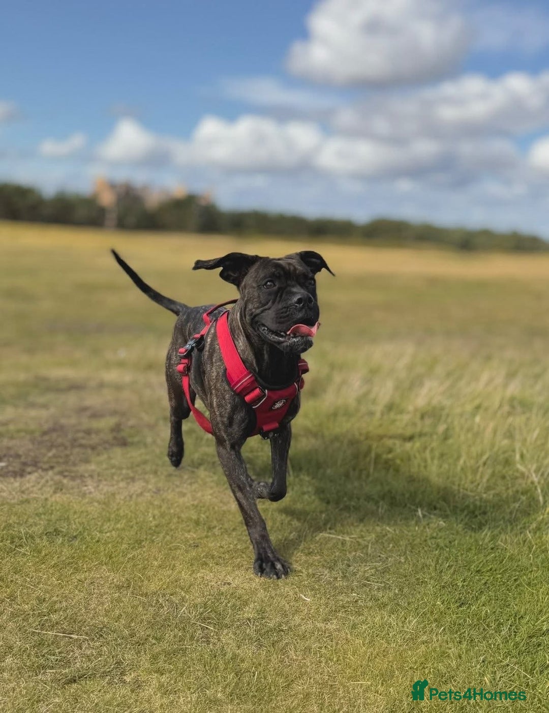 Mixed Breed dogs for sale: Cane Corso x Boxer - Image 1