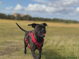 Mixed Breed dogs - Advert 3