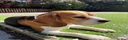 Beagle dogs for stud: Handsome Beagle Available at Stud in Swadlincote - Advert 6