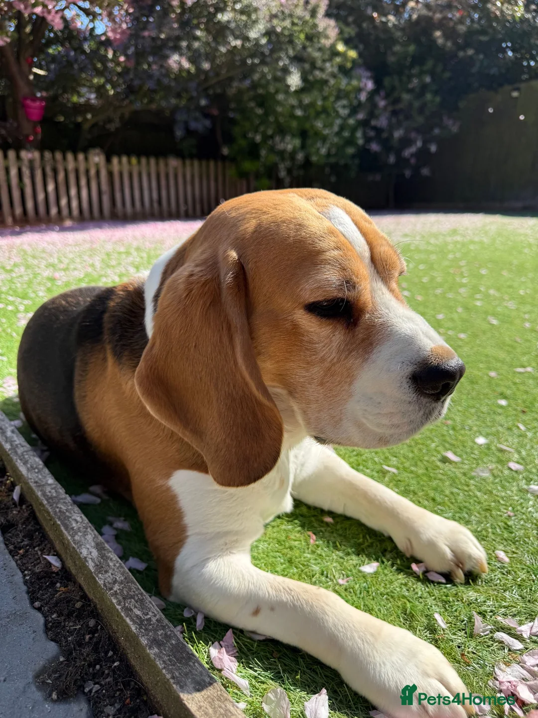 Beagle dogs for stud: Handsome Beagle Available at Stud in Swadlincote - Advert 6
