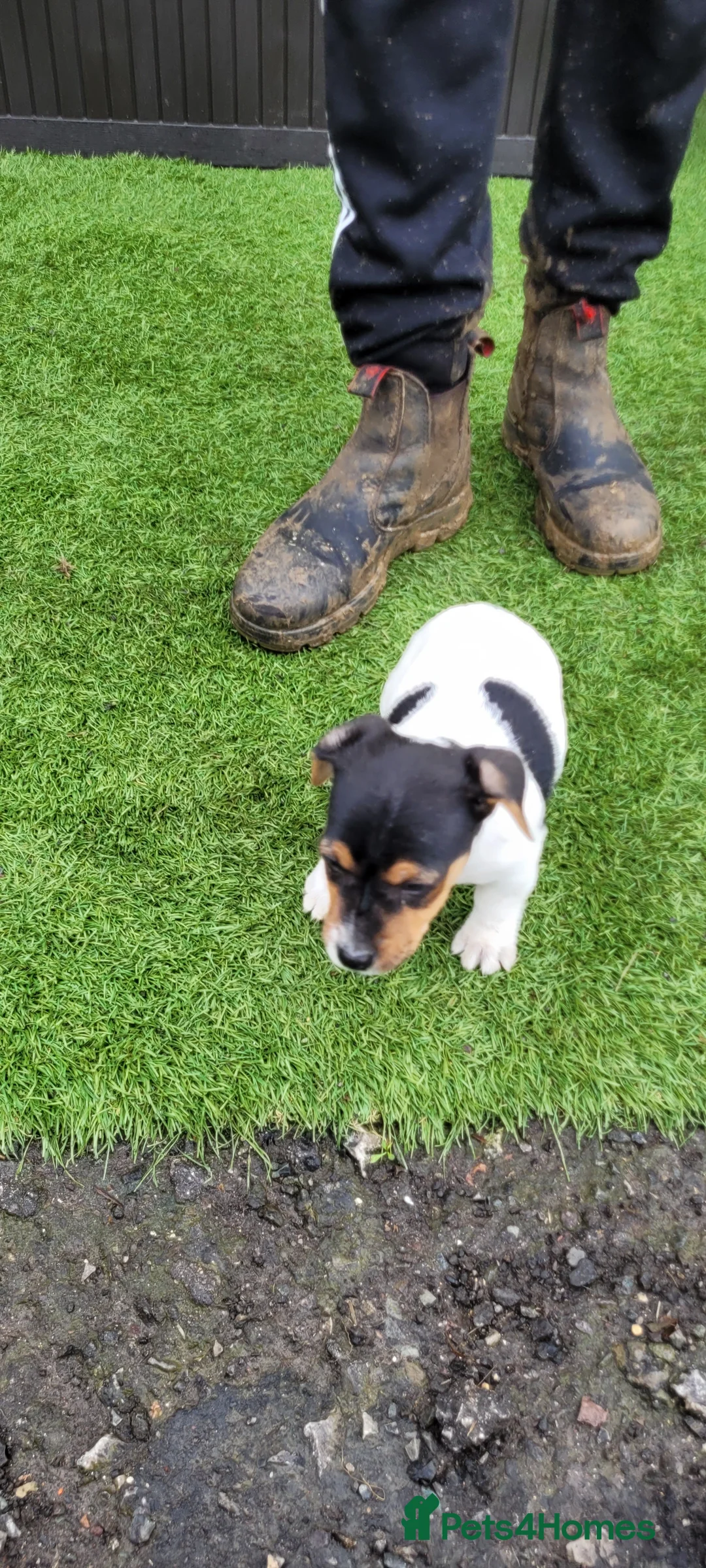 Jack Russell dogs for sale: Old fashioned short legged Jack russel pups!!! - Advert 14