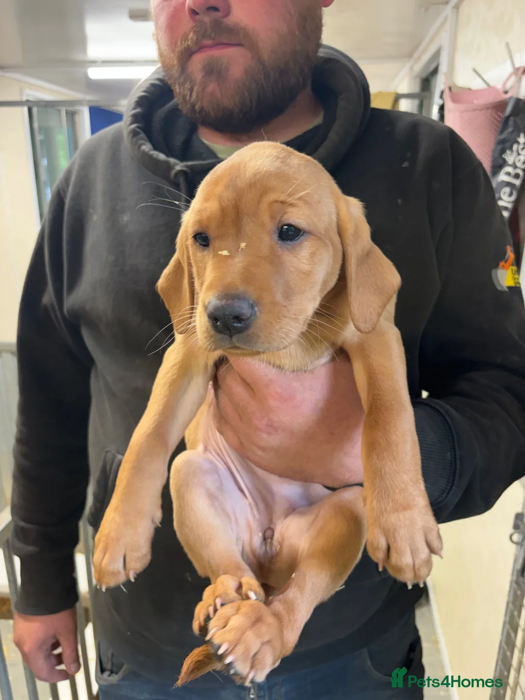 Labrador Retriever dogs for sale: Fox red Labradors  - Advert 1