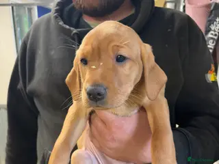 Labrador Retriever dogs Fox red Labradors - Advert 1
