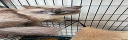 Ragdoll cats for sale: Ragdoll kittens - Advert 3