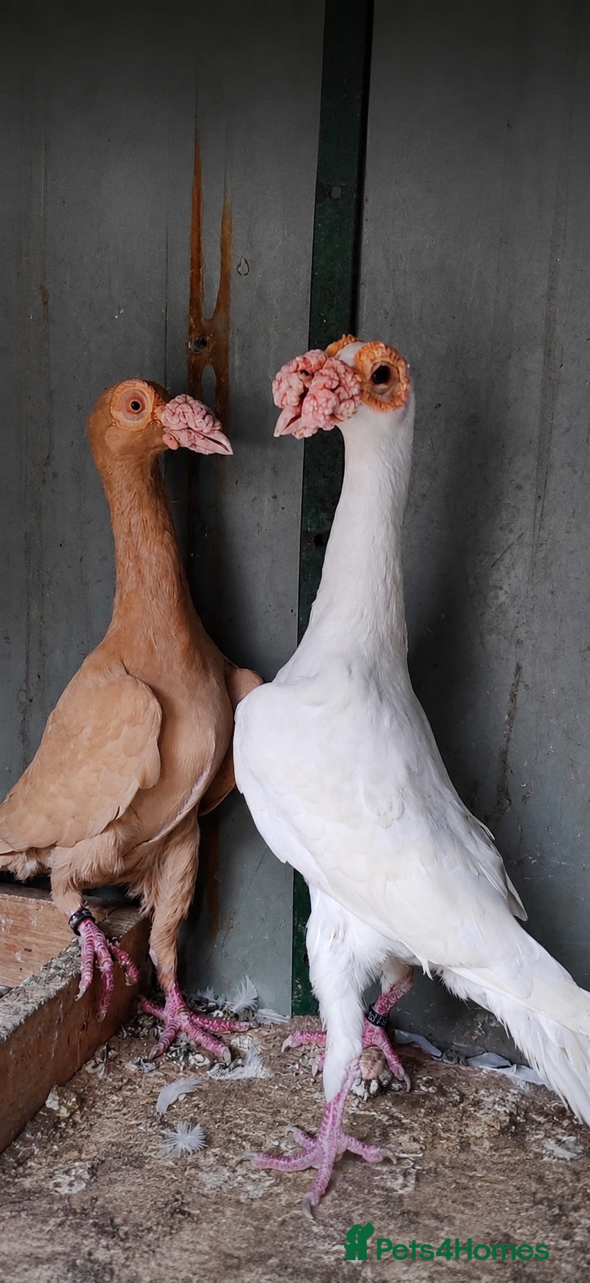 Pigeons birds Beautiful Quality Pigeons Healthy & Well Cared For - Advert 2