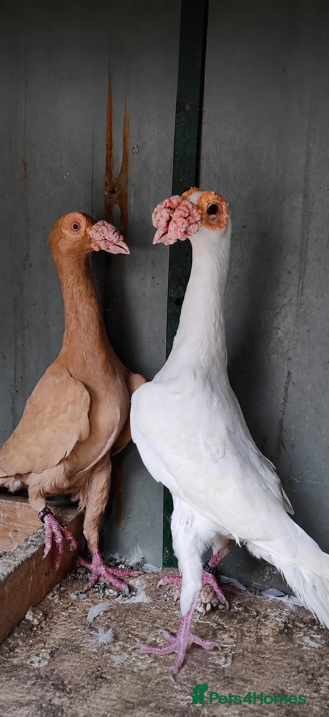 Pigeons birds for sale: Beautiful Quality Pigeons Healthy & Well Cared For - Advert 2