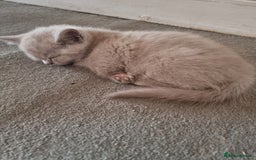British Shorthair cats for sale: Lilac British short hair kittens for sale - Image 4