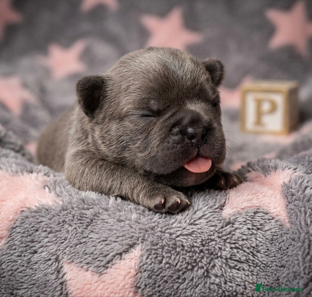 French Bulldog dogs French bulldog Puppies  - Advert 13
