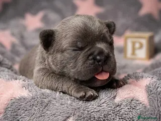 French Bulldog dogs French bulldog Puppies - Advert 13