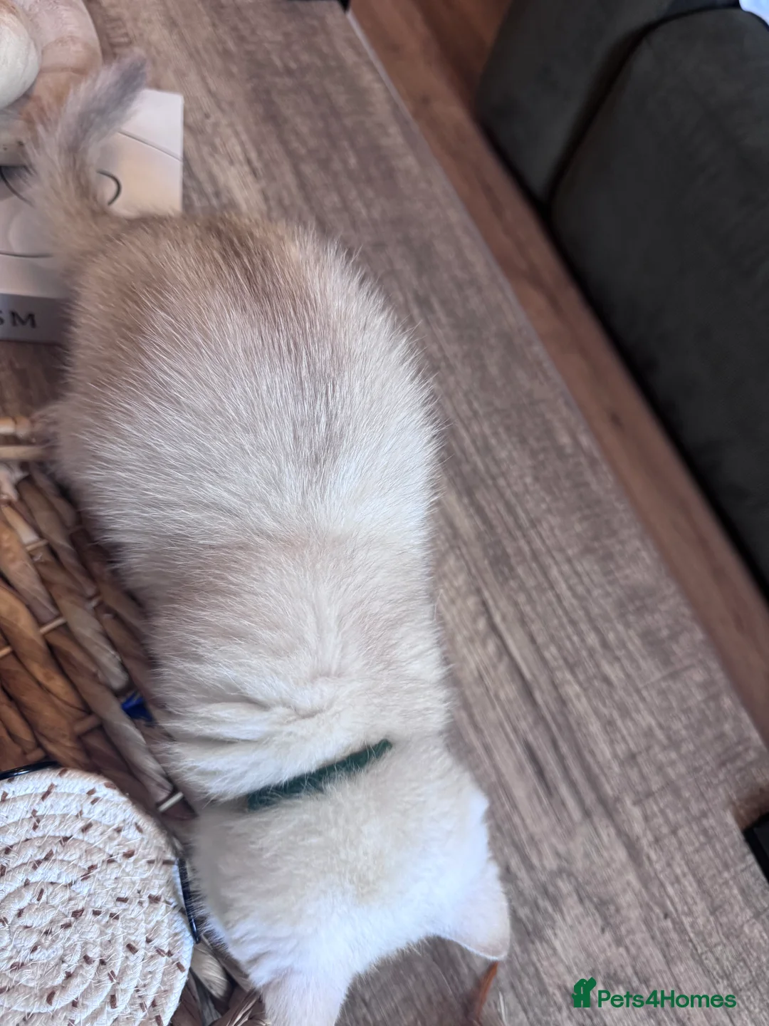 British Shorthair cats for sale: British Shorthair Male – Loving Home Wanted - Advert 4