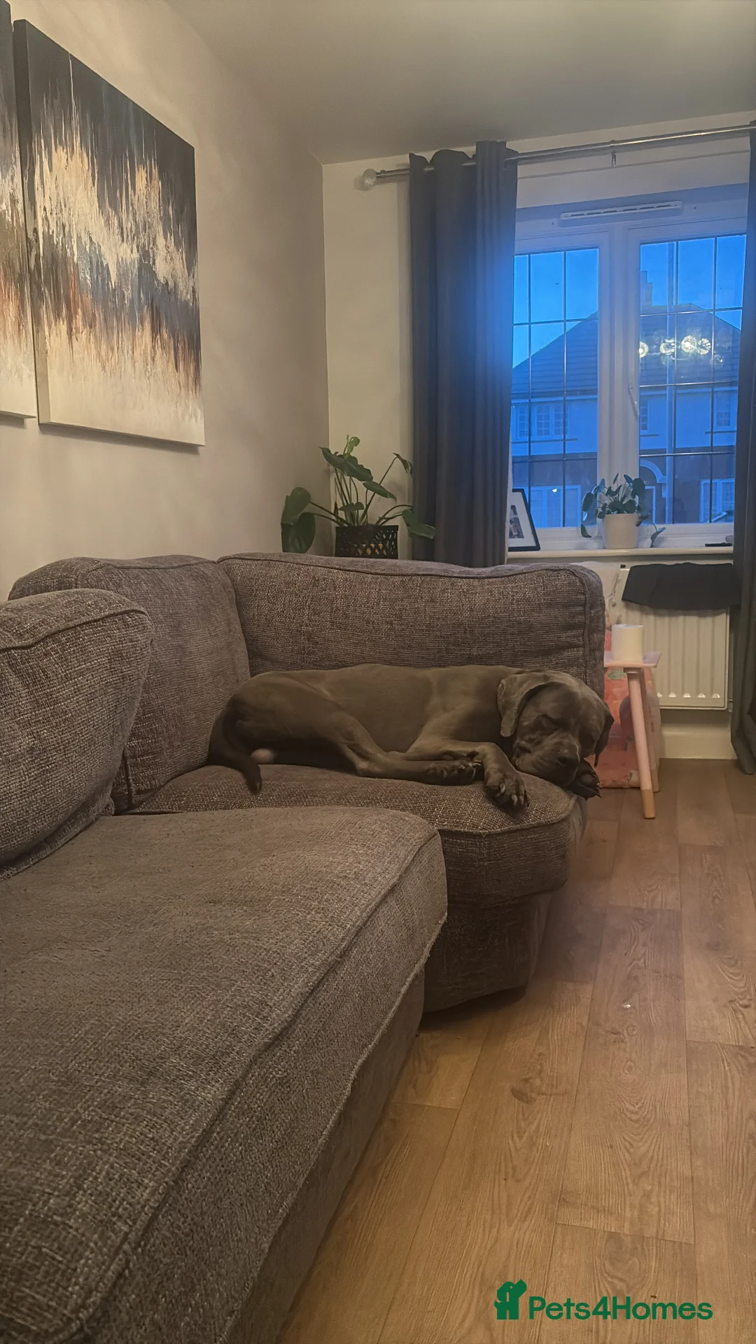 Cane Corso dogs for sale: Cane Corso blue boy for sale - open to offers in Bedford - Advert 2