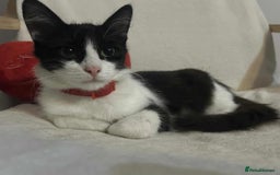 Brazilian Shorthair cats for sale: Beautiful kittens bsh - Image 5