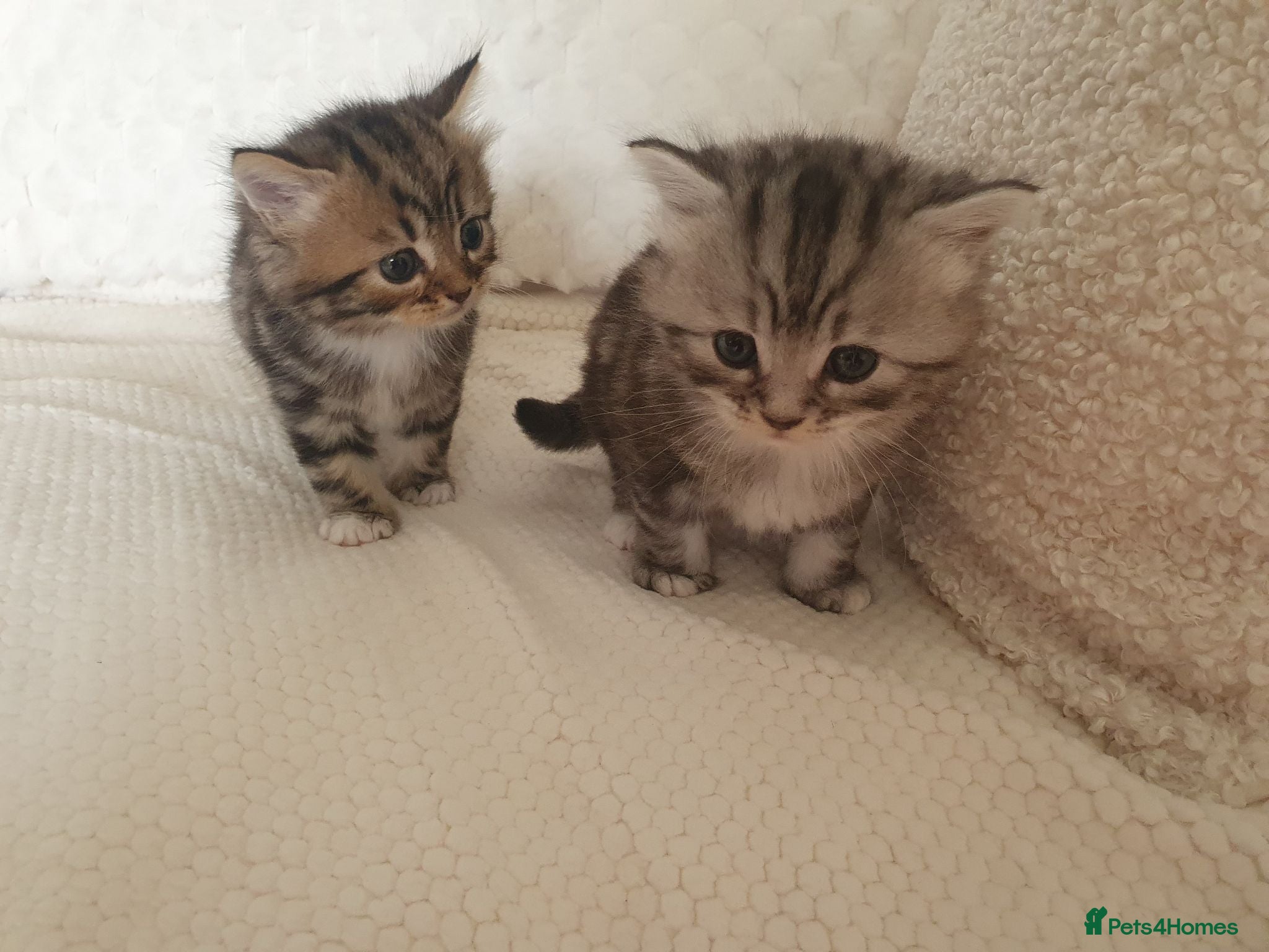 Mixed Breed cats 2 Cheeky Little Kittens - Advert 1