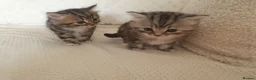 Mixed Breed cats for sale: 2 Cheeky Little Kittens - Advert 1
