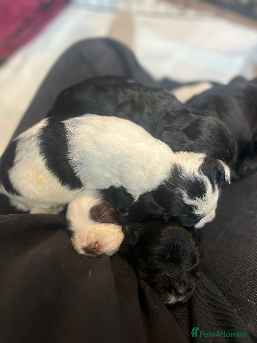 Sprocker dogs for sale: The Best of Both Worlds: Laid-Back & Brainy  - Advert 8