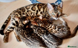 Bengal cats for sale: Top quality bred! Healthy bengal kitten  - Image 6