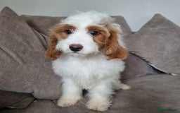 Cavapoo dogs for sale: F1 Cavapoo puppies - Image 1