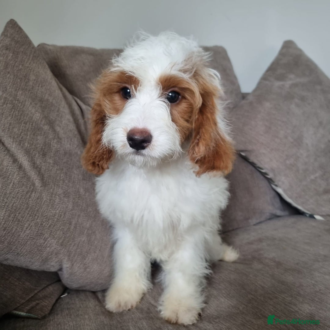Cavapoo dogs for sale: F1 Cavapoo puppies - Image 1