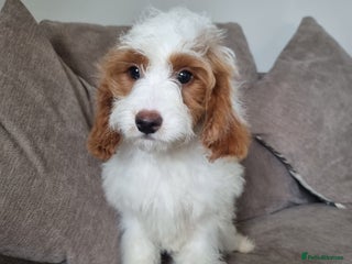 Cavapoo dogs for sale - Advert 1