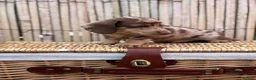 Miniature Dachshund dogs for sale: Long haired miniature dachshund  - Advert 16