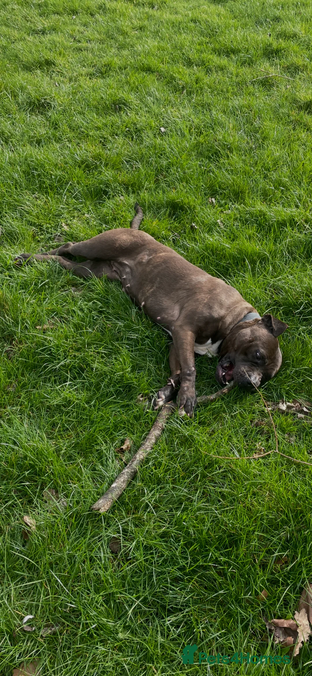 American Bully dogs for sale: Standard American Bully Female - Advert 5