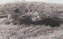 Bengal cats for sale: Kitten boys  - Image 2