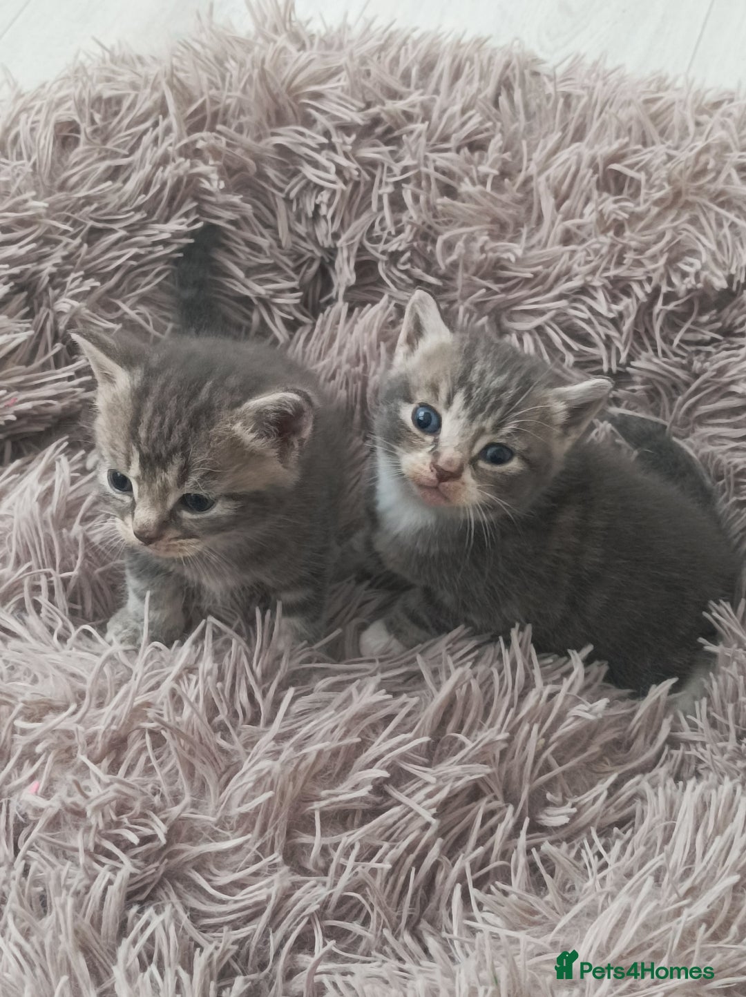 Bengal cats for sale: Kitten boys  - Image 2