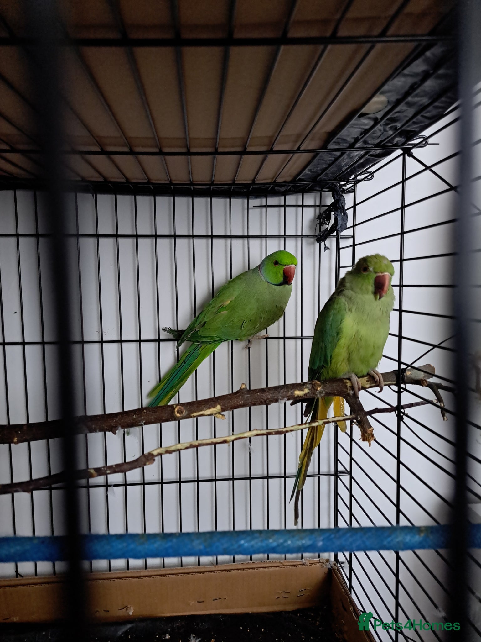 Ringnecks birds Ringneck pair (green) - Advert 2