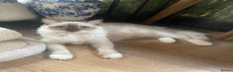 Ragdoll cats for sale: Chocolate mitted Ragdoll cat - GCCF Registered - Advert 3