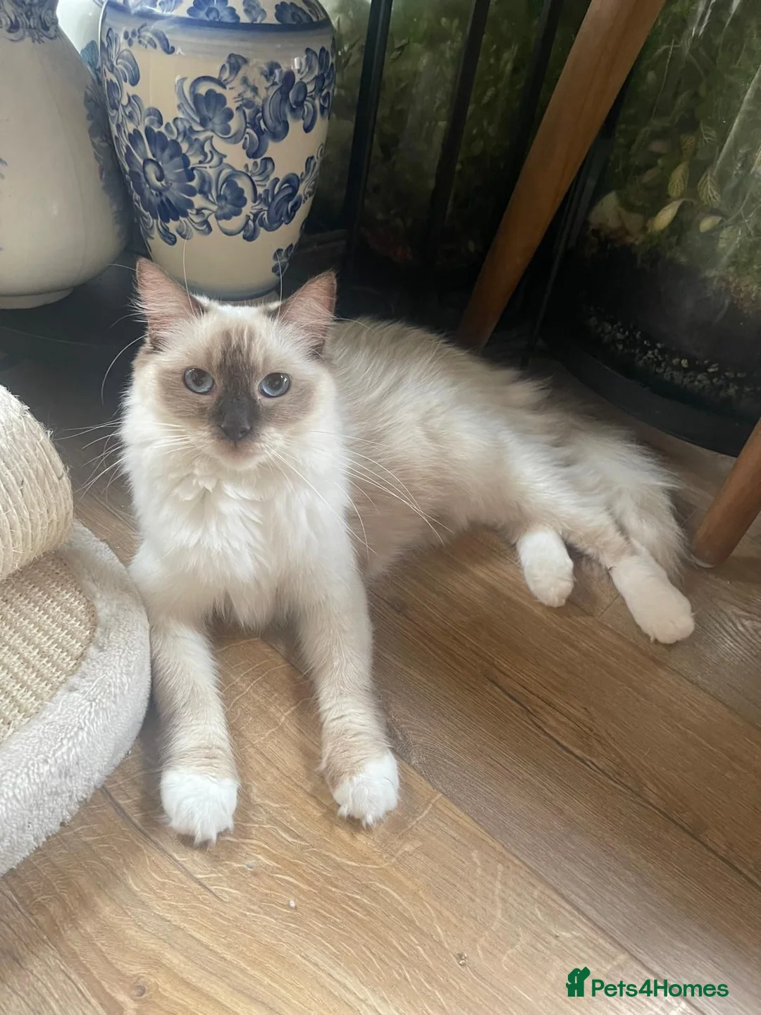Ragdoll cats for sale: Chocolate mitted Ragdoll cat - GCCF Registered - Advert 3