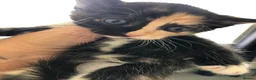 Mixed Breed cats for sale: 3 calico kittens in Wrexham - Advert 6