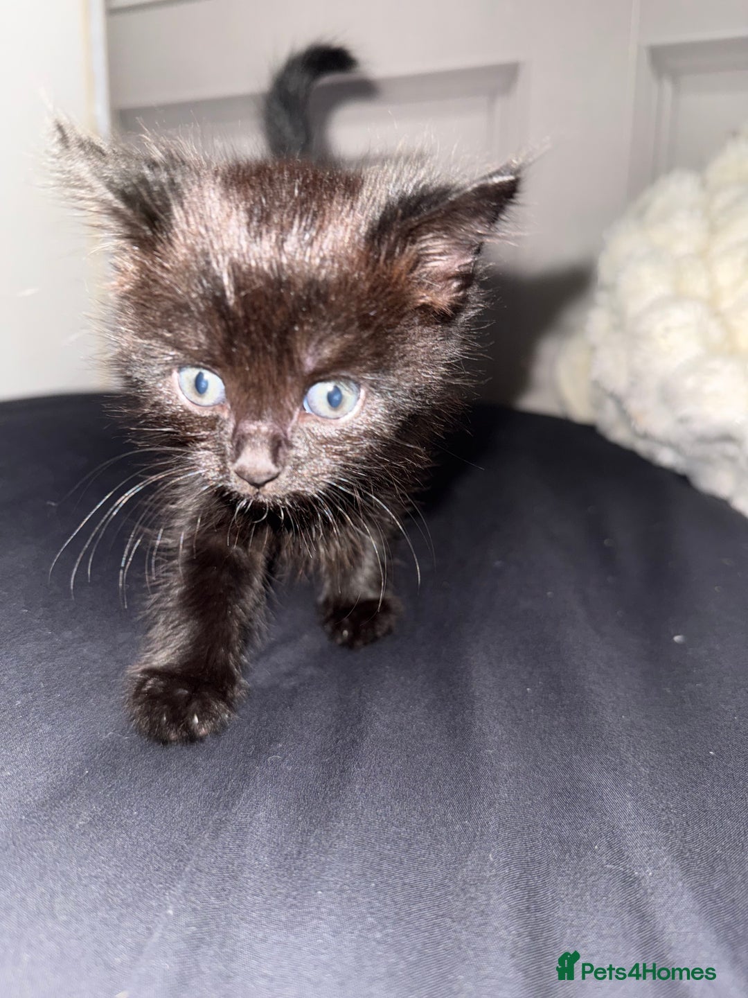 Mixed Breed cats for sale: 3 beautiful kitten  - Image 6