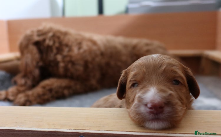 Aussiedoodle dogs in Middlesbrough - Advert 1
