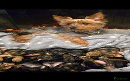 Yorkshire Terrier dogs for sale: Yorkshire terrier  - Advert 1