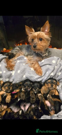 Yorkshire Terrier dogs Yorkshire terrier - Advert 1