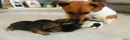 Jack Russell dogs for sale: Beautiful Jack Russel Puppies - Advert 2