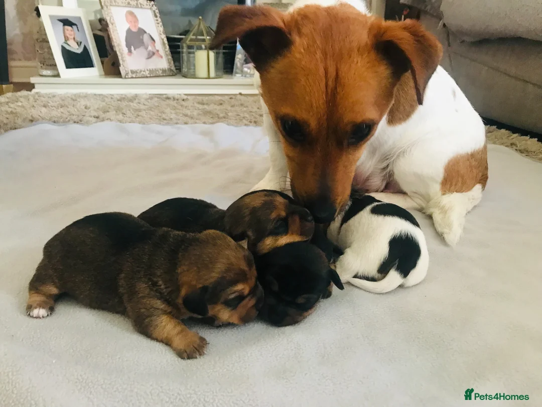 Jack Russell dogs for sale: Beautiful Jack Russel Puppies - Advert 2