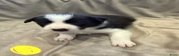Border Collie dogs for sale: ISDS Border Collie Puppies 🐶 - Advert 12