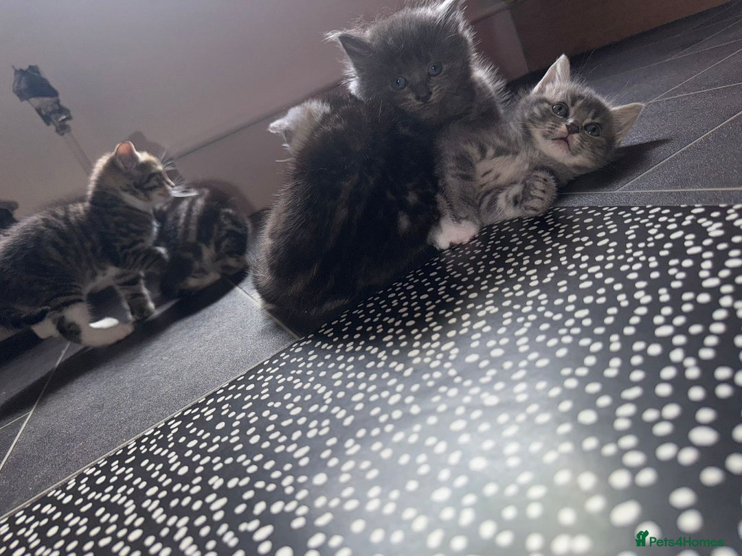 Bengal cats for sale: Bengal Tabby kittens - Image 12
