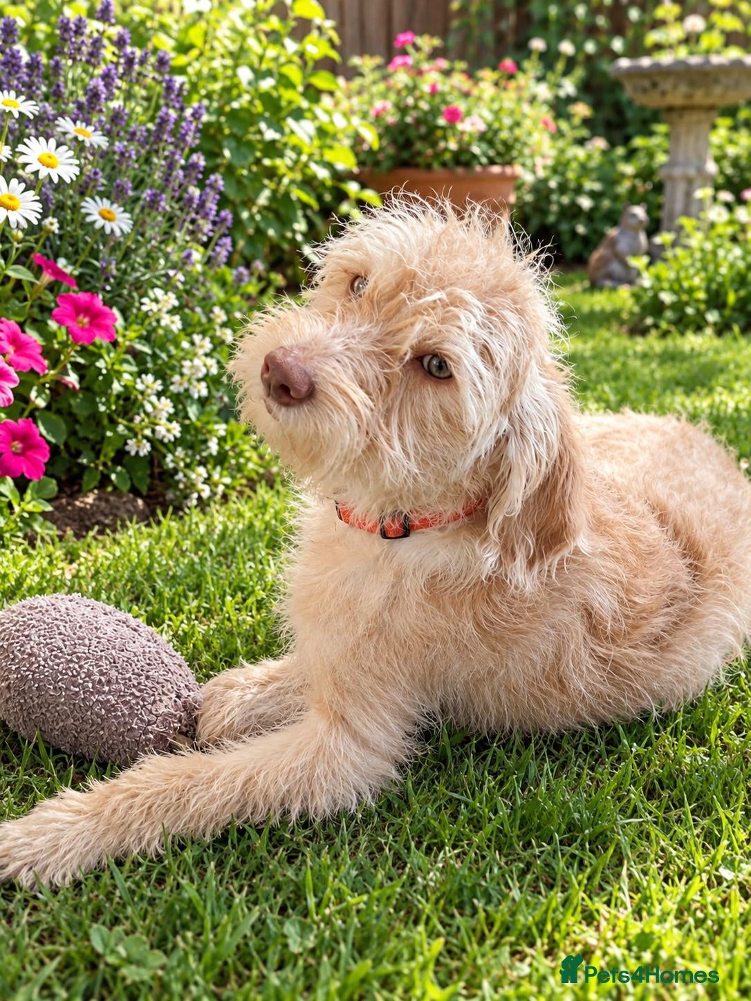 Labradoodle dogs FI LABRADOODLES PUPPIES REDUCED PRICE - Advert 2